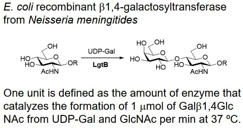 β-1,4-galactosyltransferase; LgtB